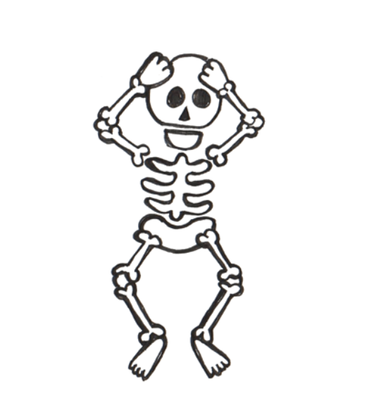Drawing of human skeleton